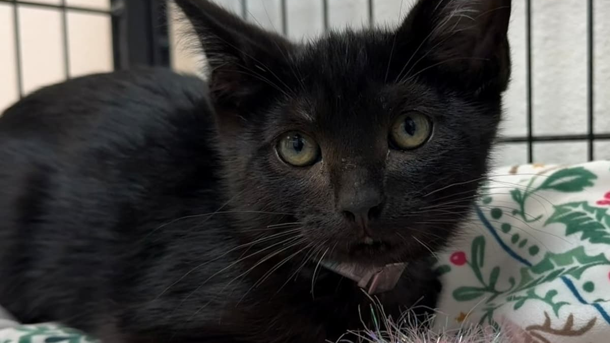 Illustration : "Un chaton noir de 3 mois est sauvé et adopté après avoir passé 2 semaines au fond d'un égout pluvial"