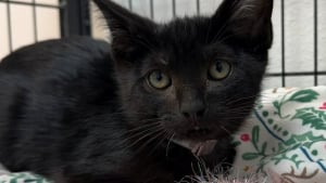 Illustration : Un chaton noir de 3 mois est sauv&eacute; et adopt&eacute; apr&egrave;s avoir pass&eacute; 2 semaines au fond d'un &eacute;gout pluvial
