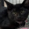Illustration : Un chaton noir de 3 mois est sauv&eacute; et adopt&eacute; apr&egrave;s avoir pass&eacute; 2 semaines au fond d'un &eacute;gout pluvial