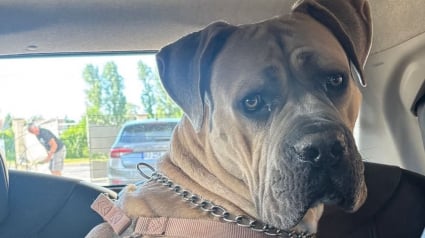 Illustration : Apr&egrave;s 25 jours de cavale, un chien s'&eacute;tant &eacute;chapp&eacute; du lieu de vacances de sa famille est retrouv&eacute; sur un champ de ma&iuml;s