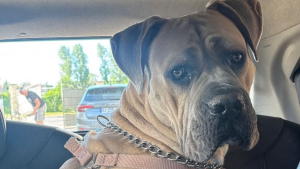 Illustration : Après 25 jours de cavale, un chien s'étant échappé du lieu de vacances de sa famille est retrouvé sur un champ de maïs