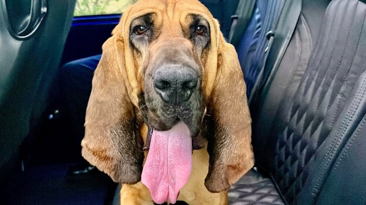 Illustration : "Déjà connu pour ses exploits, ce Chien de Saint-Hubert policier retrouve un enfant de 10 ans en fugue"