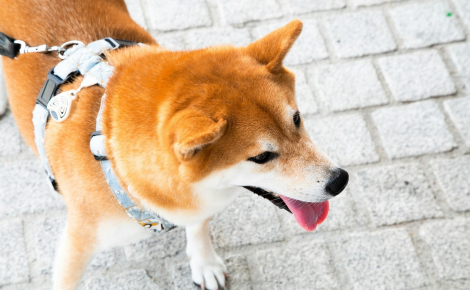 Idée reçue : un chien qui halète a-t-il forcément très chaud ou très soif ?