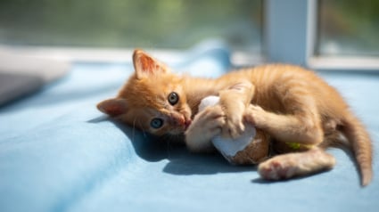 Illustration : Pourquoi votre chat fait-il des mouvements de p&eacute;dalage avec ses pattes arri&egrave;re sur sa peluche ?