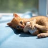 Illustration : Pourquoi votre chat fait-il des mouvements de p&eacute;dalage avec ses pattes arri&egrave;re sur sa peluche ?