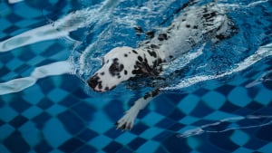Illustration : "Mythe ou réalité : tous les chiens savent-ils nager instinctivement dès la naissance ?"
