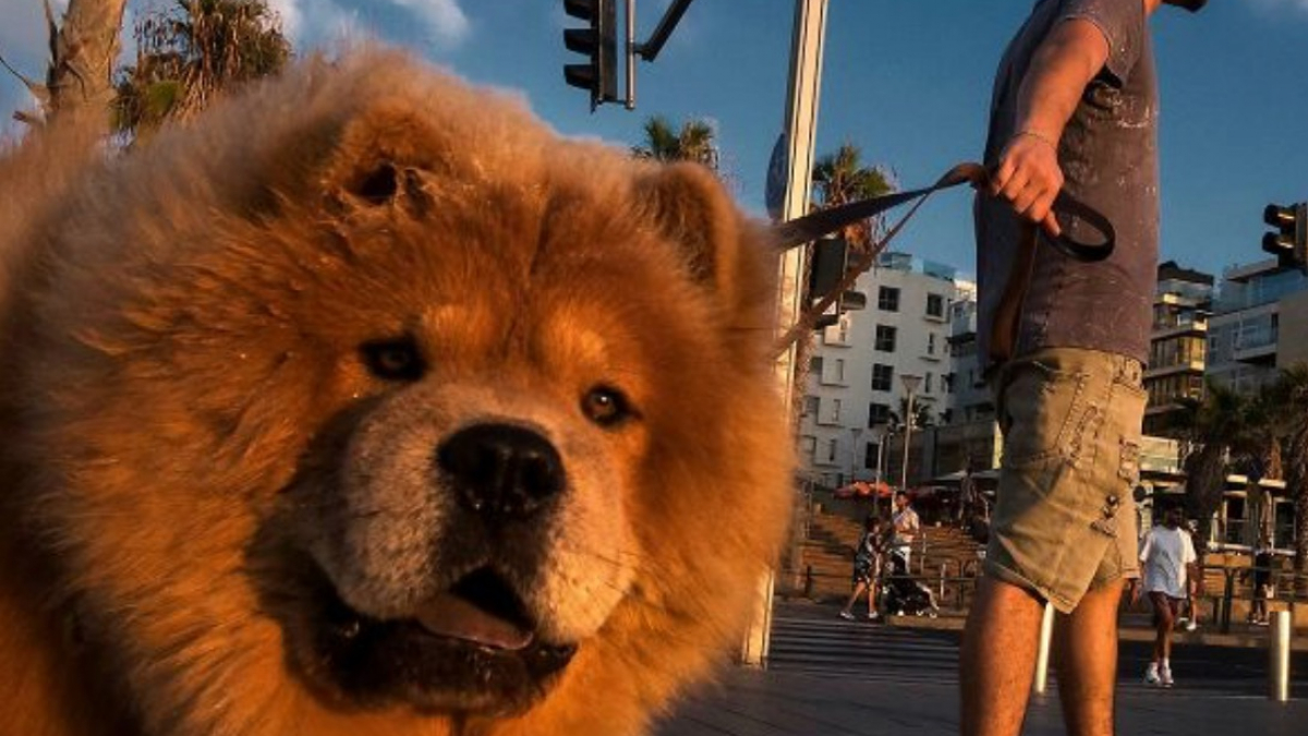 Illustration : "15 photos de chiens qui posent à la perfection devant l’objectif d’un photographe d’art"
