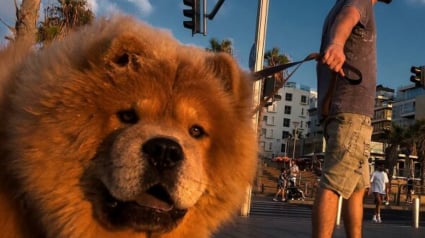 Illustration : 15 photos de chiens qui posent &agrave; la perfection devant l&rsquo;objectif d&rsquo;un photographe d&rsquo;art