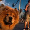 Illustration : 15 photos de chiens qui posent &agrave; la perfection devant l&rsquo;objectif d&rsquo;un photographe d&rsquo;art