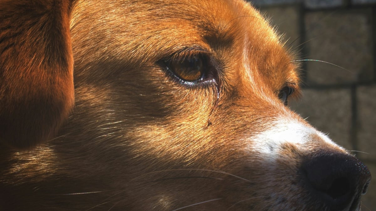 Illustration : "5 signes annonciateurs d’un coup de soleil chez votre chien "