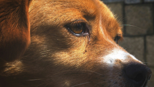 Illustration : "5 signes annonciateurs d’un coup de soleil chez votre chien "
