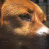 Illustration : 5 signes annonciateurs d&rsquo;un coup de soleil chez votre chien 