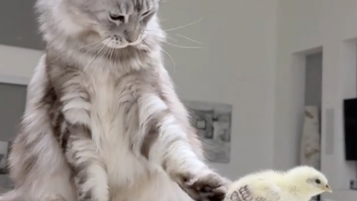 Illustration : "2 chats Maine Coon accueillent un poussin délaissé par sa mère avec des gestes tendres et protecteurs (vidéo)"
