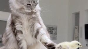 Illustration : 2 chats Maine Coon accueillent un poussin délaissé par sa mère avec des gestes tendres et protecteurs (vidéo)