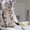 Illustration : 2 chats Maine Coon accueillent un poussin d&eacute;laiss&eacute; par sa m&egrave;re avec des gestes tendres et protecteurs (vid&eacute;o)