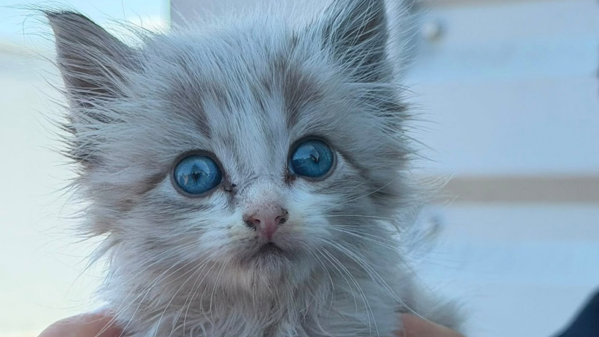 Illustration : "Retrouvé dans une poubelle pendant les incendies en Gironde (33), ce chaton s'offre une seconde vie chez les pompiers qui l’ont sauvé"