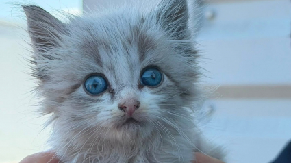 Illustration : Retrouv&eacute; dans une poubelle pendant les incendies en Gironde (33), ce chaton s'offre une seconde vie chez les pompiers qui l&rsquo;ont sauv&eacute;