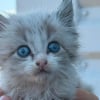 Illustration : Retrouv&eacute; dans une poubelle pendant les incendies en Gironde (33), ce chaton s'offre une seconde vie chez les pompiers qui l&rsquo;ont sauv&eacute;