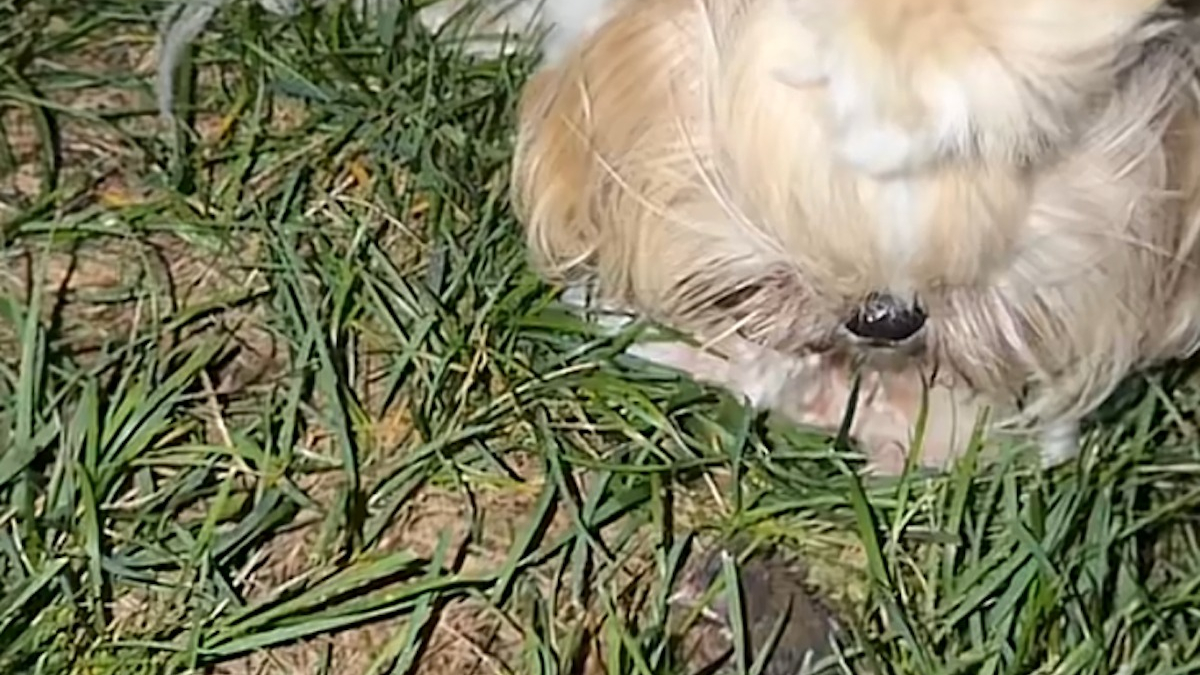 Illustration : "« Elle fait du baby-sitting », cette chienne Shih Tzu trouve un oisillon et refuse de l’abandonner à son sort (vidéo)"