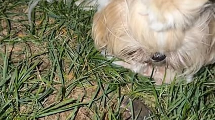 Illustration : &laquo; Elle fait du baby-sitting &raquo;, cette chienne Shih Tzu trouve un oisillon et refuse de l&rsquo;abandonner &agrave; son sort (vid&eacute;o)