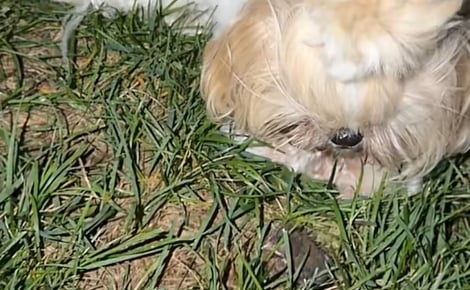 « Elle fait du baby-sitting », cette chienne Shih Tzu trouve un oisillon et refuse de l’abandonner à son sort (vidéo)