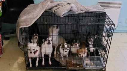 Illustration : Alert&eacute;e par les nuisances, la police d&eacute;couvre 23 Chihuahuas et 1 chat qui vivaient entass&eacute;s dans un logement insalubre de Seine-et-Marne (77)