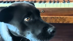 Illustration : Pour faire plaisir à son chien mélomane, cette famille l’emmène dans une école de musique (vidéo)