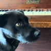 Illustration : Pour faire plaisir &agrave; son chien m&eacute;lomane, cette famille l&rsquo;emm&egrave;ne dans une &eacute;cole de musique (vid&eacute;o)