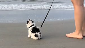 Illustration : « Un vrai chaton aventurier ! », ce jeune chat de 10 semaines découvre l’océan avec fascination (vidéo)
