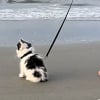 Illustration : &laquo; Un vrai chaton aventurier ! &raquo;, ce jeune chat de 10 semaines d&eacute;couvre l&rsquo;oc&eacute;an avec fascination (vid&eacute;o)