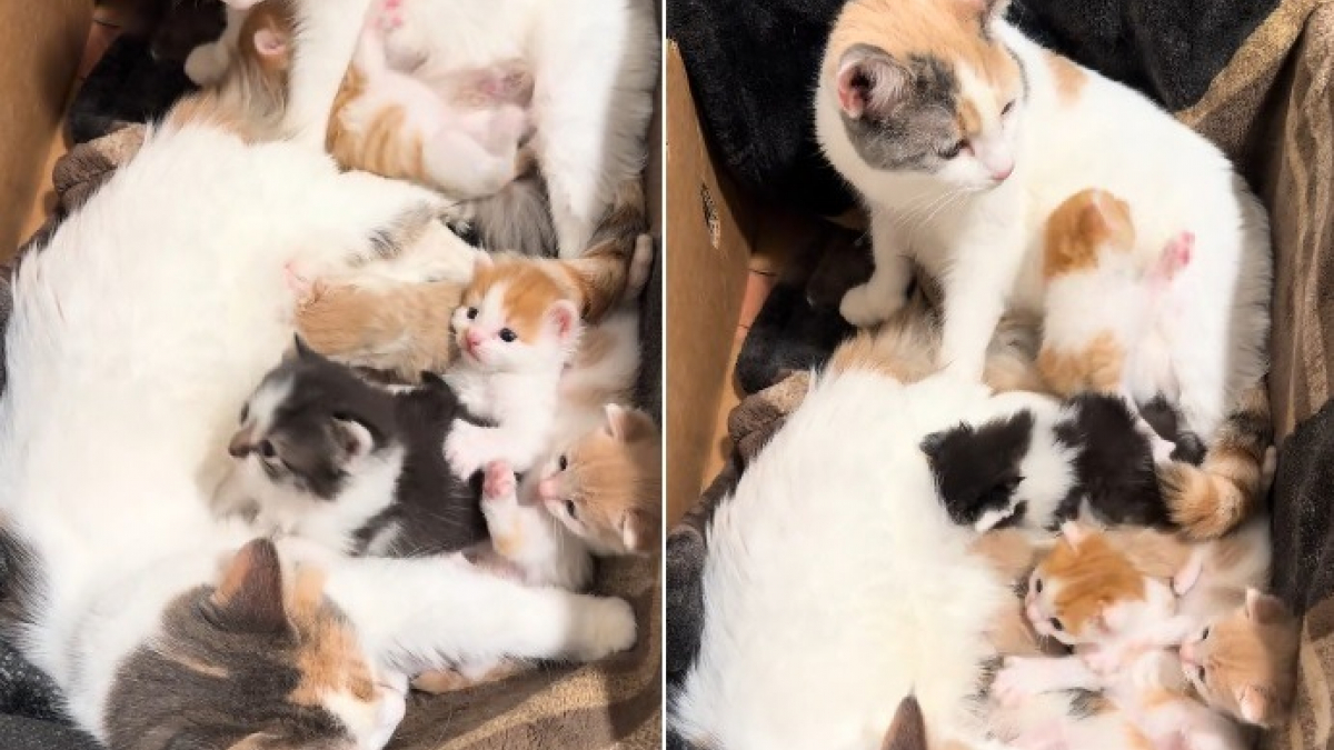 Illustration : "Ayant accouché à 2 semaines d'intervalle, ces 2 chattes décident de s'entraider pour élever leurs chatons (vidéo)"