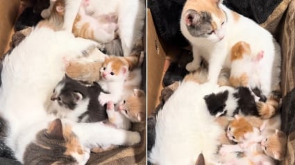 Illustration : Ayant accouch&eacute; &agrave; 2 semaines d'intervalle, ces 2 chattes d&eacute;cident de s'entraider pour &eacute;lever leurs chatons (vid&eacute;o)