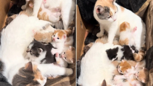 Illustration : Ayant accouché à 2 semaines d'intervalle, ces 2 chattes décident de s'entraider pour élever leurs chatons (vidéo)