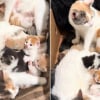 Illustration : Ayant accouch&eacute; &agrave; 2 semaines d'intervalle, ces 2 chattes d&eacute;cident de s'entraider pour &eacute;lever leurs chatons (vid&eacute;o)