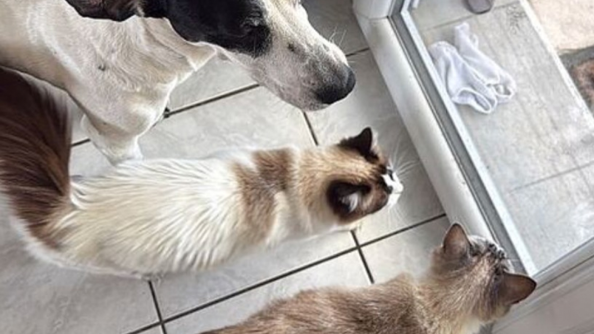 Illustration : "Après l’ordre d’évacuation en Gironde, 3 habitants quittent leur domicile avec leurs 8 animaux"