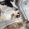 Illustration : Apr&egrave;s l&rsquo;ordre d&rsquo;&eacute;vacuation en Gironde, 3 habitants quittent leur domicile avec leurs 8 animaux