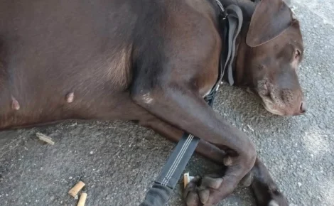 Une municipalité et ses habitants révoltés suite à la découverte d’une chienne abandonnée au pied d’un banc