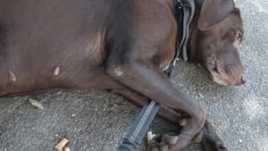 Illustration : Une municipalit&eacute; et ses habitants r&eacute;volt&eacute;s suite &agrave; la d&eacute;couverte d&rsquo;une chienne abandonn&eacute;e au pied d&rsquo;un banc