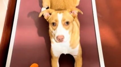 Illustration : Apr&egrave;s avoir perdu sa famille et connu une adoption rat&eacute;e, cette chienne ignor&eacute;e au refuge trouve un foyer pour la vie (vid&eacute;o)