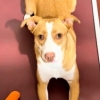 Illustration : Apr&egrave;s avoir perdu sa famille et connu une adoption rat&eacute;e, cette chienne ignor&eacute;e au refuge trouve un foyer pour la vie (vid&eacute;o)