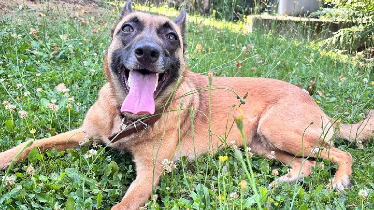 Illustration : "Une cagnotte créée pour une Malinoise qui se bat pour sa survie après avoir subi un tir à la chevrotine lors d'une promenade"