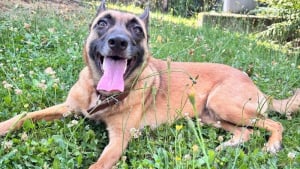 Illustration : Une cagnotte cr&eacute;&eacute;e pour une Malinoise qui se bat pour sa survie apr&egrave;s avoir subi un tir &agrave; la chevrotine lors d'une promenade