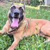 Illustration : Une cagnotte cr&eacute;&eacute;e pour une Malinoise qui se bat pour sa survie apr&egrave;s avoir subi un tir &agrave; la chevrotine lors d'une promenade
