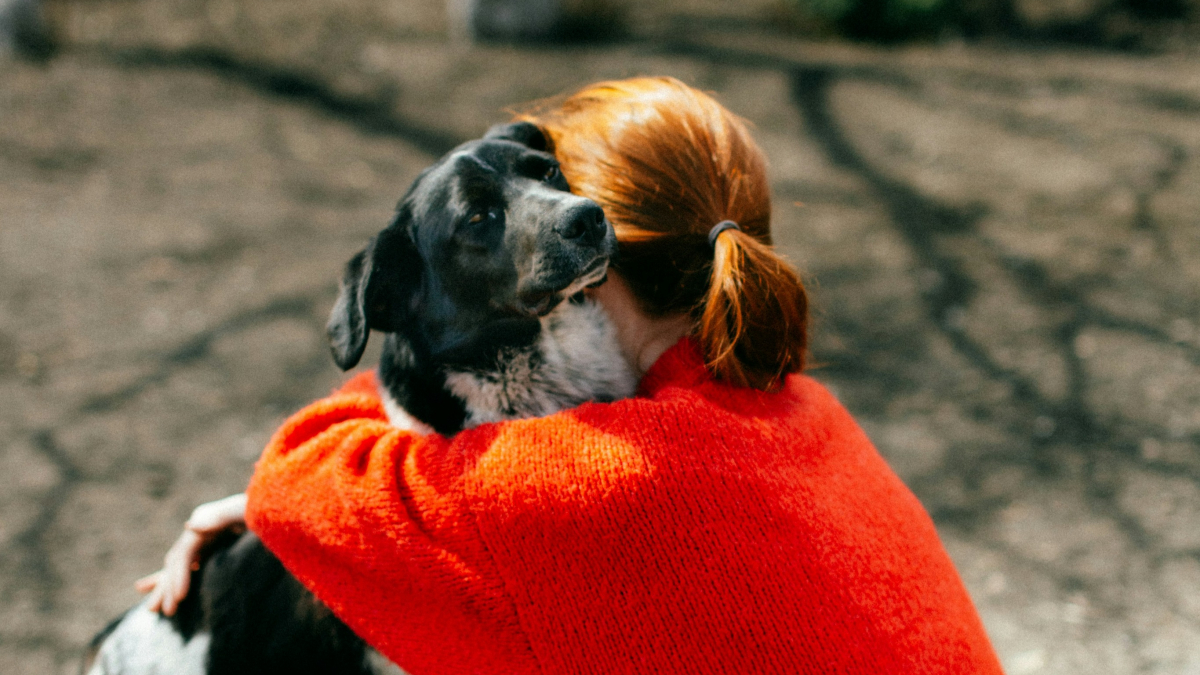 Illustration : "Une étude prouve que les chiens cherchent activement à consoler les humains qui pleurent"