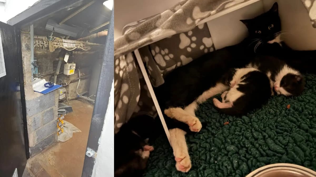 Illustration : "Une chatte cache ses chatons dans une chaufferie étouffante avant d’être secourue avec sa famille"