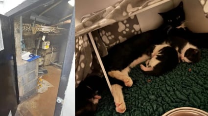 Illustration : Une chatte cache ses chatons dans une chaufferie &eacute;touffante avant d&rsquo;&ecirc;tre secourue avec sa famille