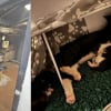 Illustration : Une chatte cache ses chatons dans une chaufferie &eacute;touffante avant d&rsquo;&ecirc;tre secourue avec sa famille