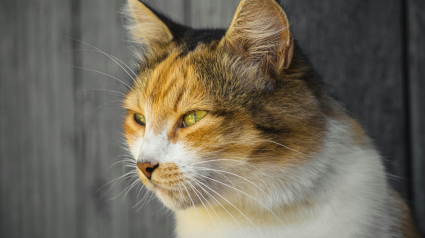 Illustration : Id&eacute;e re&ccedil;ue : les moustaches de votre chat lui servent-elles &agrave; garder son &eacute;quilibre ?