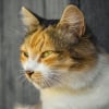 Illustration : Id&eacute;e re&ccedil;ue : les moustaches de votre chat lui servent-elles &agrave; garder son &eacute;quilibre ?