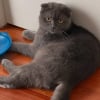 Illustration : Sauv&eacute;e d'un &eacute;levage o&ugrave; elle vivait dans la peur, cette chatte apprend &agrave; faire confiance aux humains et d&eacute;couvre les caresses